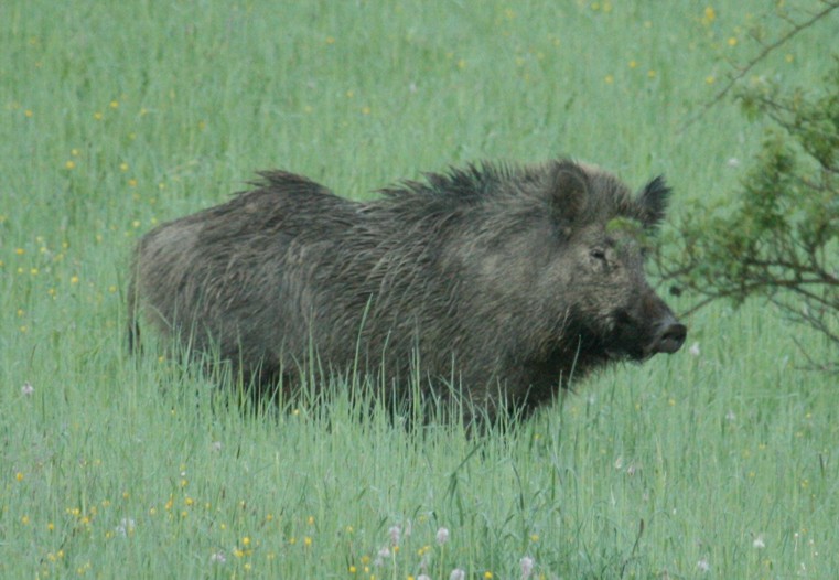 cinghiale